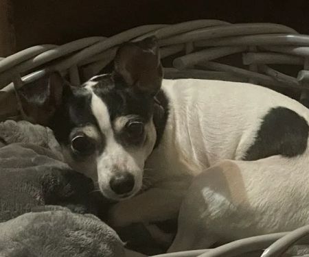South Orange Animal Hospital