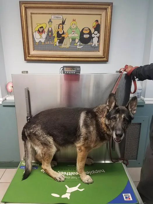 South Orange Animal Hospital Picture 2