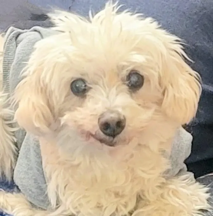 South Orange Animal Hospital Picture 10