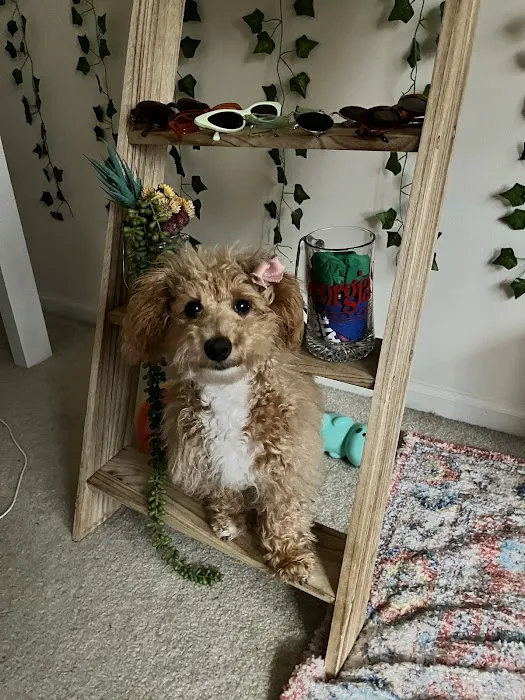 Sugar Sweet Georgia Puppies Picture 2