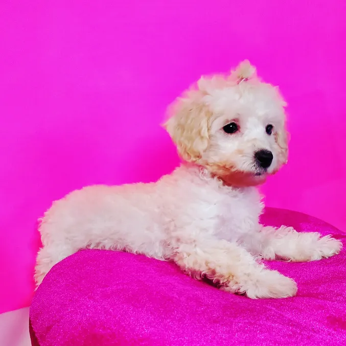 Sugar Sweet Georgia Puppies Picture 4