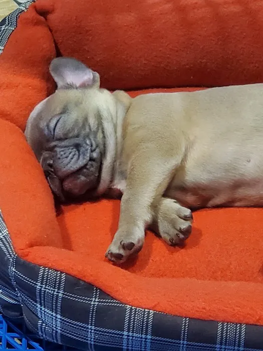 Sugar Sweet Georgia Puppies Picture 5