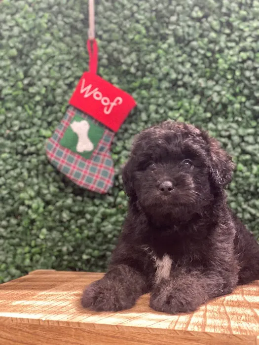 Puppies For Sale Local Breeders Picture 1
