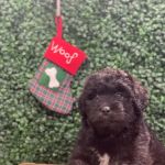 Puppies For Sale Local Breeders
