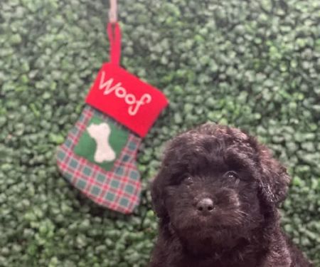 Puppies For Sale Local Breeders