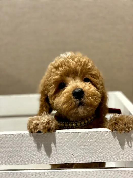 Puppies For Sale Local Breeders Picture 2