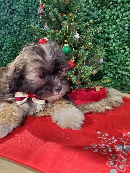 Puppies For Sale Local Breeders Picture 3
