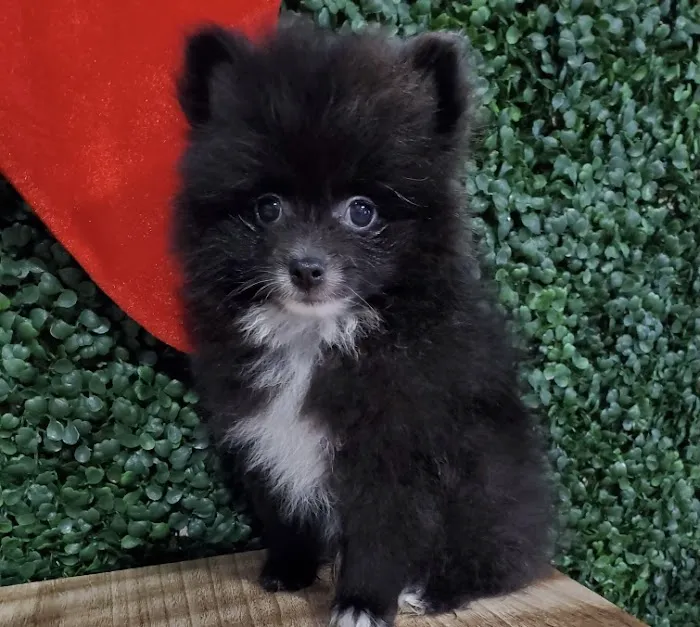 Puppies For Sale Local Breeders Picture 4