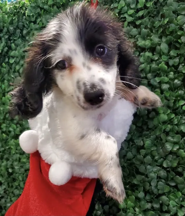 Puppies For Sale Local Breeders Picture 5