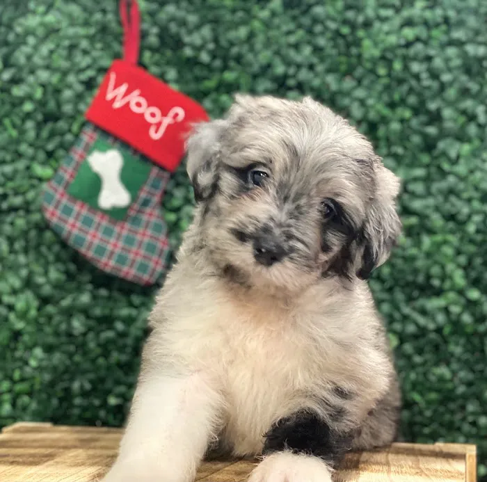 Puppies For Sale Local Breeders Picture 6