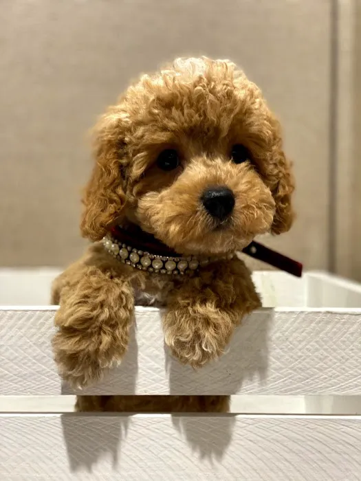 Puppies For Sale Local Breeders Picture 9