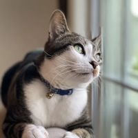 Jersey Shore Veterinary Hospital ico