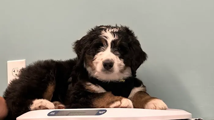 Jersey Shore Veterinary Hospital Picture 2