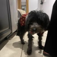 Paw Pets Store ico