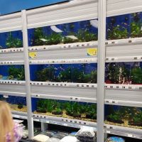 Pet Supermarket ico