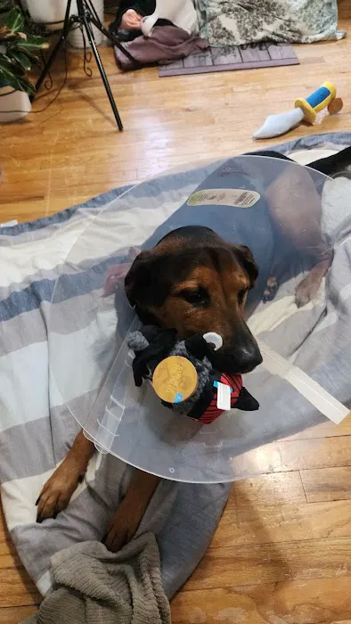 Dutt Veterinary Hospital Picture 1