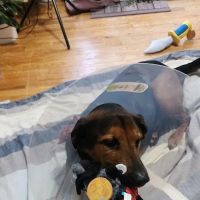 Dutt Veterinary Hospital ico