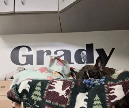 Boulevard Veterinary Care