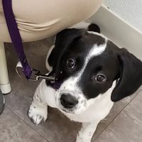 Canadensis Veterinary Clinic ico