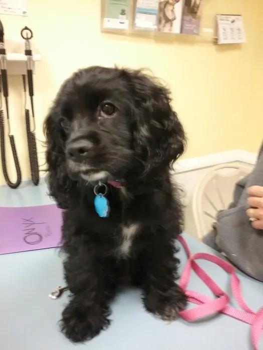 Canadensis Veterinary Clinic Picture 4