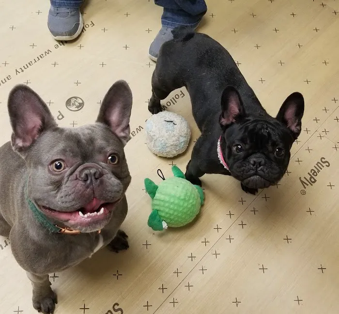 Pet Supermarket Picture 5