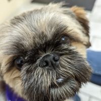 South Mountain Veterinary Hospital ico