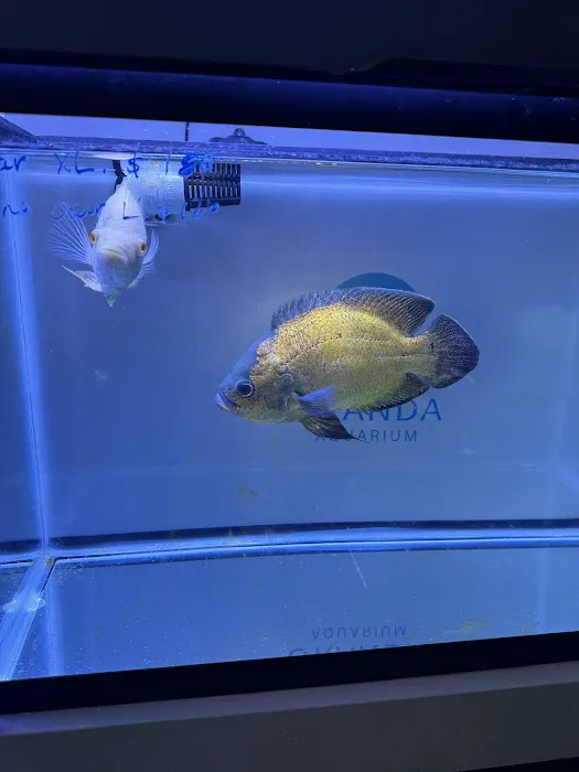 Oranda Aquarium Picture 1
