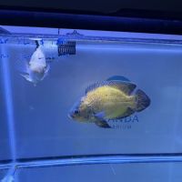Oranda Aquarium ico