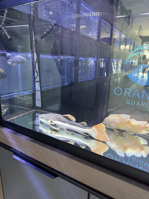 Oranda Aquarium Picture 2