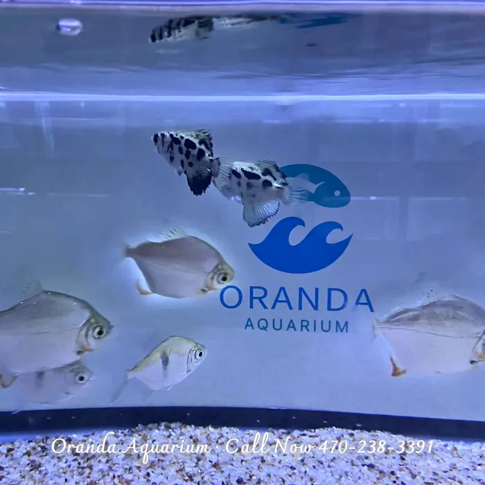 Oranda Aquarium Picture 4