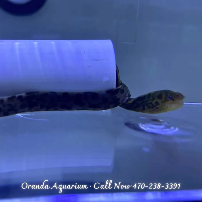 Oranda Aquarium Picture 5