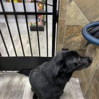 Pet Supermarket ico