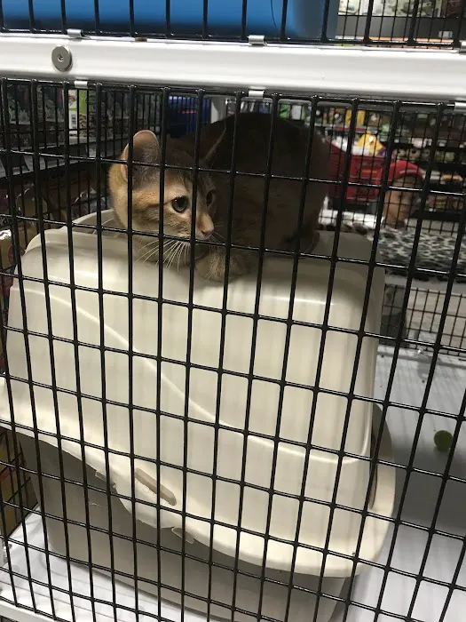 Pet Supermarket Picture 3