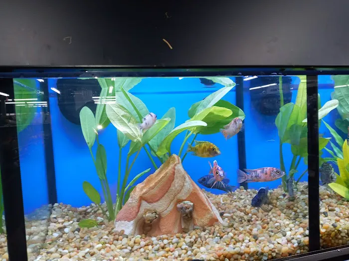 Pet Supermarket Picture 5