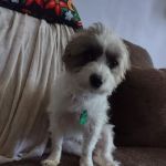 Nanticoke Animal Hospital