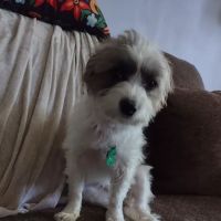 Nanticoke Animal Hospital ico