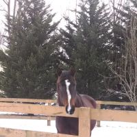 Green Glen Equine Hospital ico