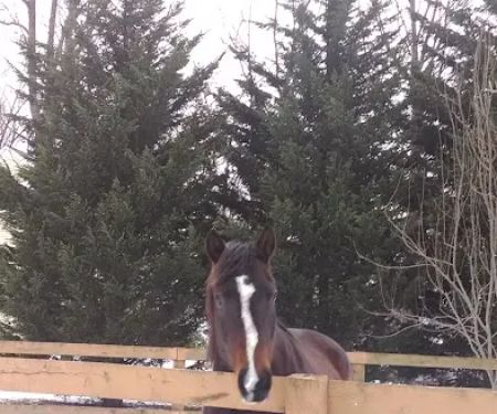 Green Glen Equine Hospital