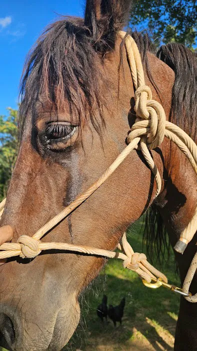 Green Glen Equine Hospital Picture 3
