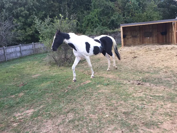 Green Glen Equine Hospital Picture 5
