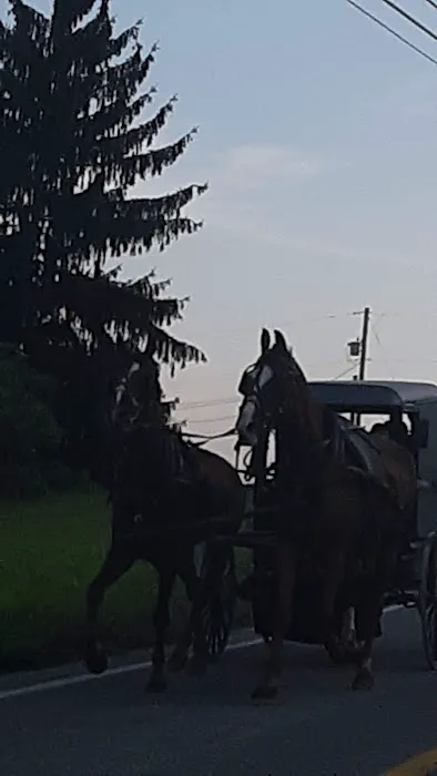 Green Glen Equine Hospital Picture 6