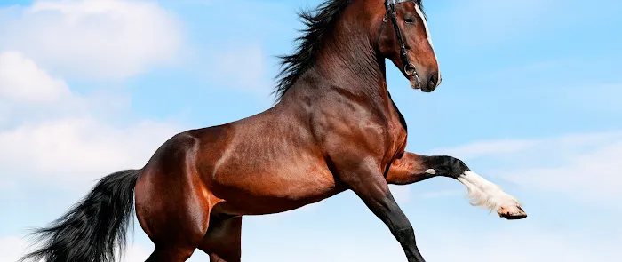 Green Glen Equine Hospital Picture 7