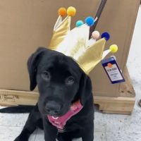 Hampstead Veterinary Center LLC ico
