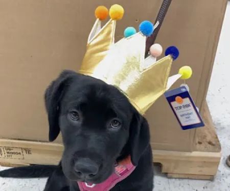 Hampstead Veterinary Center LLC