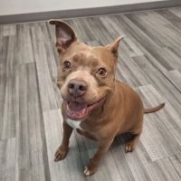 Manchester Veterinary Services ico