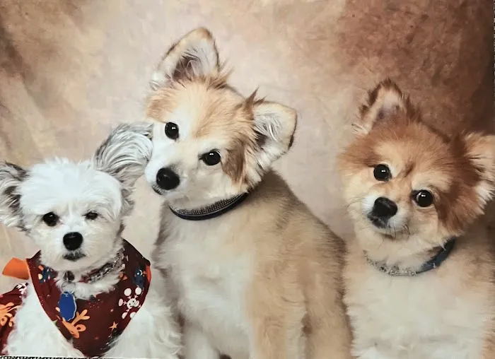 Furberrys Pet Boutique Picture 7