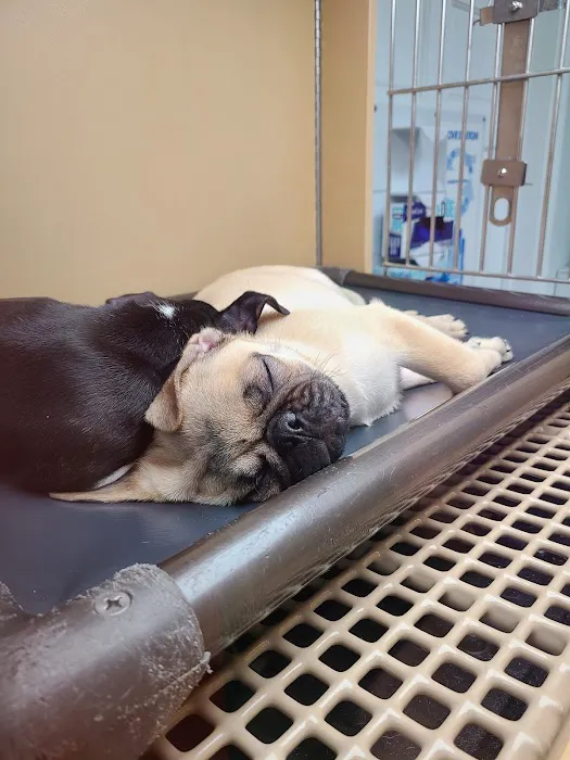 Petland Mall of Georgia Picture 1
