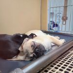 Petland Mall of Georgia