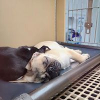 Petland Mall of Georgia ico