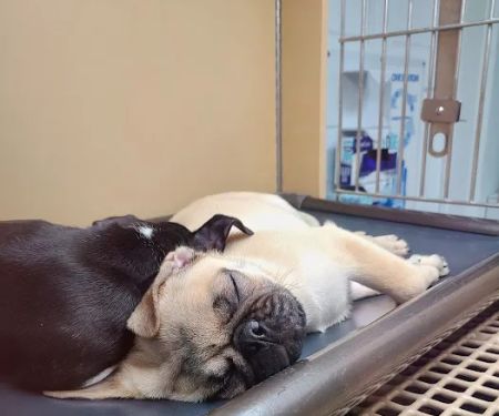 Petland Mall of Georgia